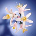 Lancôme La Vie Est Belle L'Eclat L'Eau