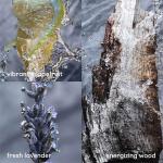 Paco Rabanne Invictus Platinum EDP