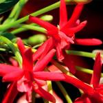 Tester Gucci Bloom Ambrosia di Fiori